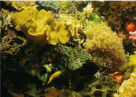 Аквариум из альбома «Море», архивная съёмка студии